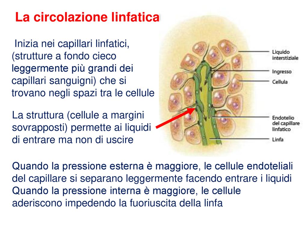 Il Sistema Linfatico E Immunitario Ppt Scaricare